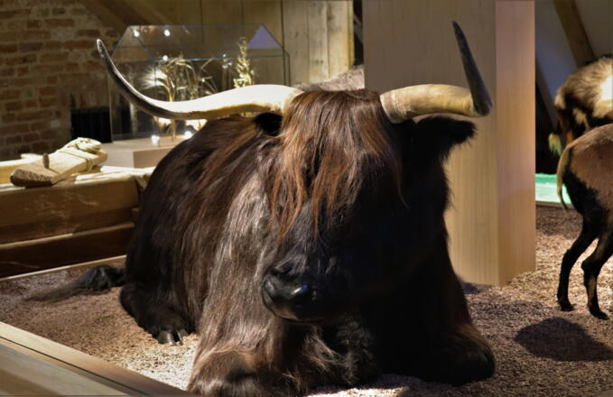 Museum für Steinzeit und Gegenwart