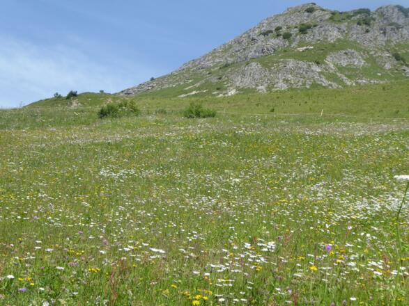 Blumenwiese bei Bürstegg