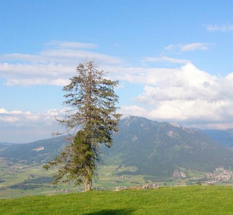 Blick_Mittag_Richtung_Grünten