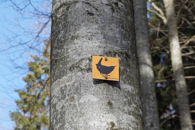 Markierung &quot;Zaunkönig&quot; zur Martinsklause im Abstieg