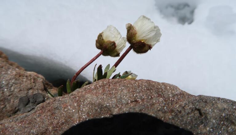 Gletscherhahnenfuß bei der Müllerhütte