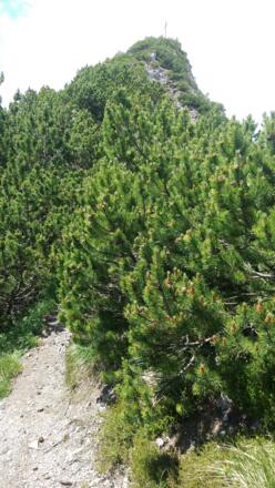 Abstecher auf den latschenbesetzten Gipfel Gafleichöpfli, 1983 m.