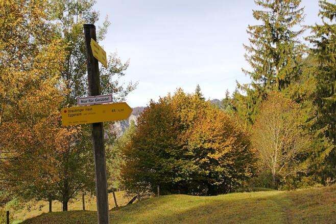 Almwiese bei der es rechts bergauf weitergeht