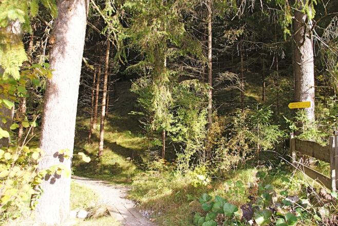 Übergang zum geschotterten Waldpfad