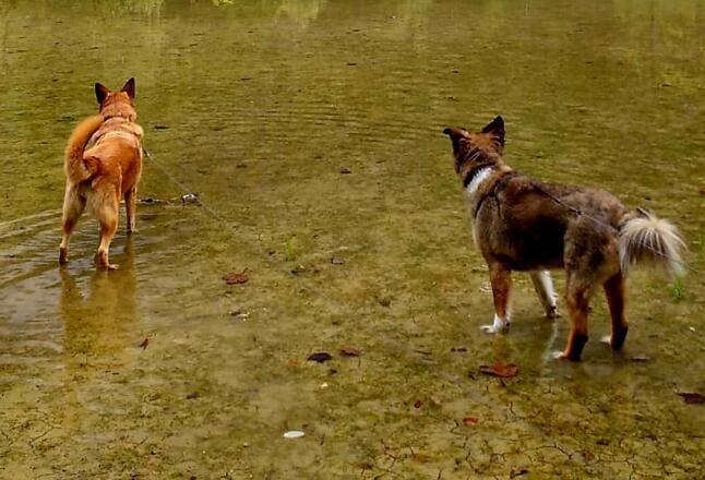 Zwei Hunde im See