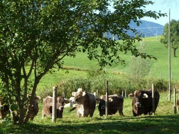 Rinder bei uns am Haus