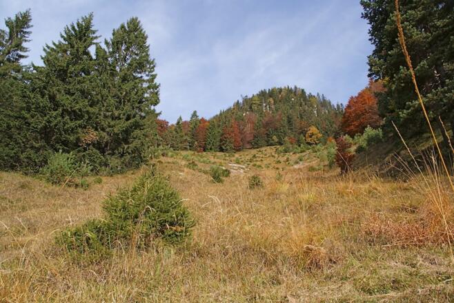 Lichtung im oberen Teil