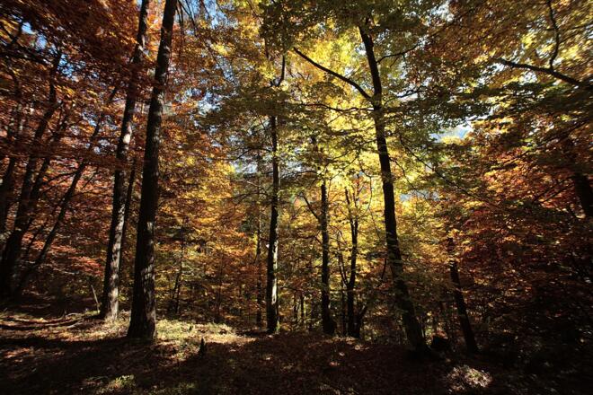Egal zu welcher Jahreszeit - das Naturjuwel Glocke fasziniert