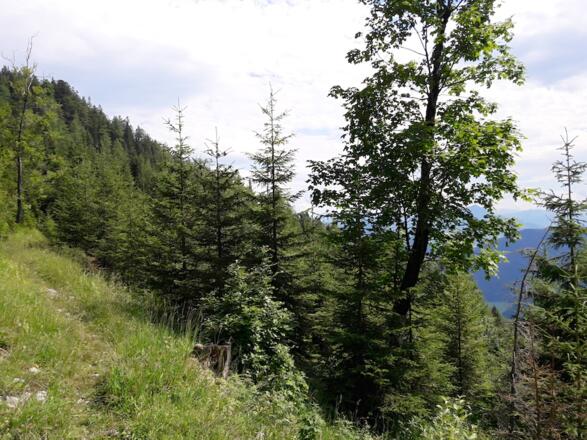 Steig nach der Weißensteinalm