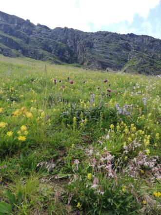 unterhalb der schroffen Schöntalwände, die im Kontrast zur Vielfalt der Blumen stehen.