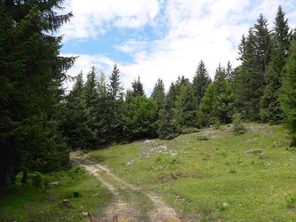 Weg zur Weißensteinalm