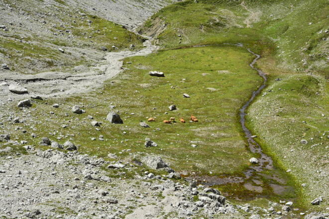 Almwiesen unterhalb Alblitjoch