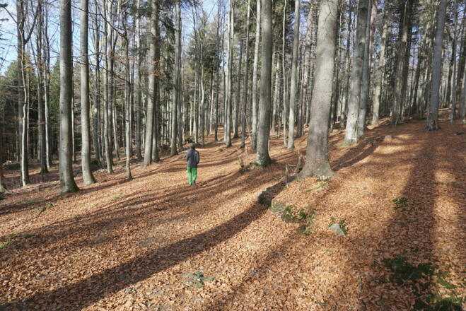 Weg zur Martinsklause im Abstieg