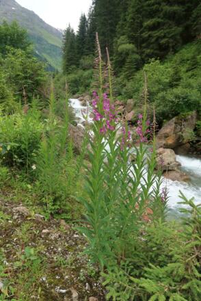 Weideröschen, Zustieg Nürnbergerhütte