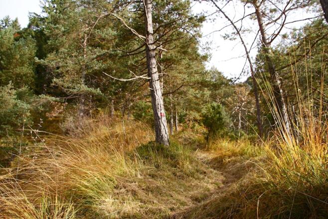 Schöner Steig im Mittelteil