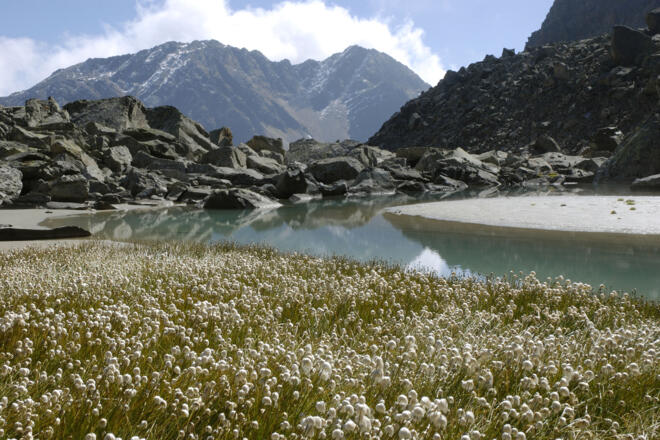 Wollgras rahmt einen kleinen Bergsee im Weiten Kar ein