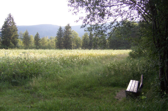 Ruhebank im Inzeller Moor am Rande  der Kalorienpromenade