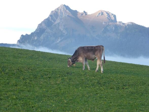 Auf der Alm