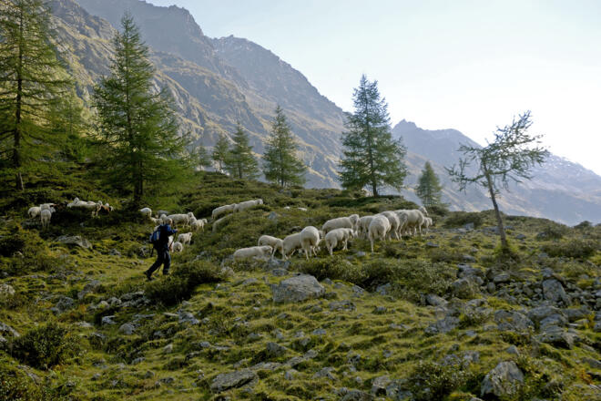 Glockengeläut der Schafe im vorderen Pollestal