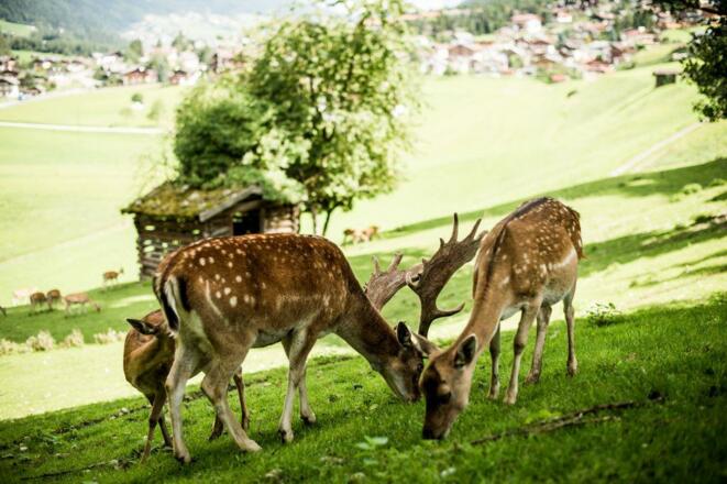 Unser Damhirschgehege