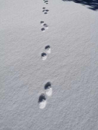 Spuren im Schnee Scheinberg