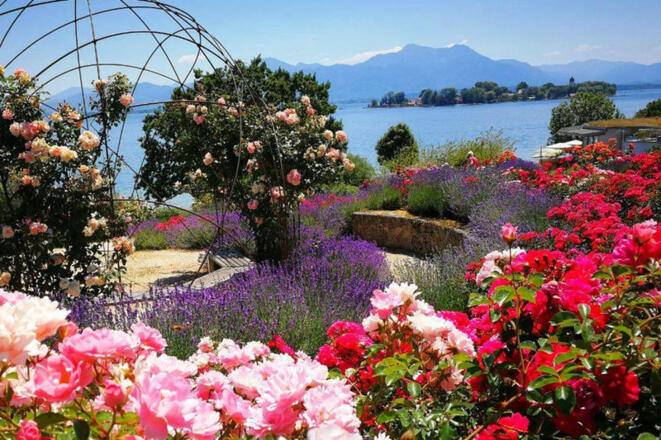 Rosenblüte im Hofanger