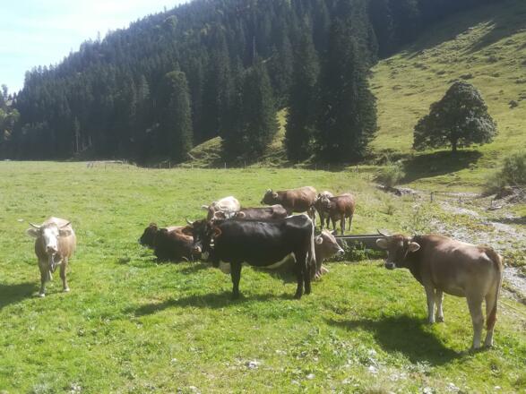 Jungvieh auf der Alpe