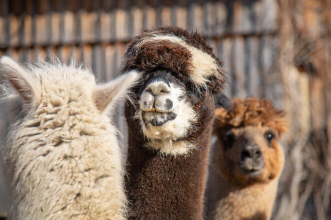 Alpakas von Allgäu Alpaka