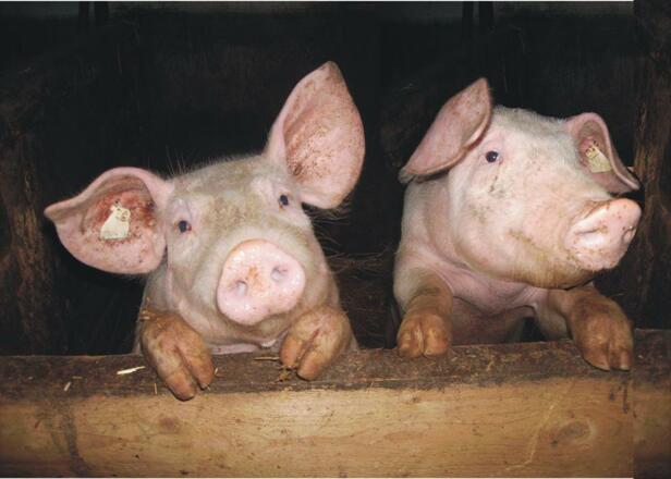 Poldi&amp;Schweini_d