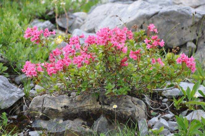 Alpenrosen