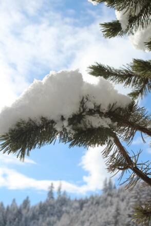 Latschenkiefer bedeckt mit Schnee