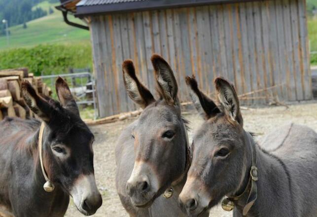 Aussenansicht im Sommer