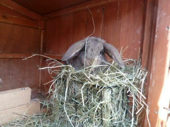 unser Hasennachwuchs