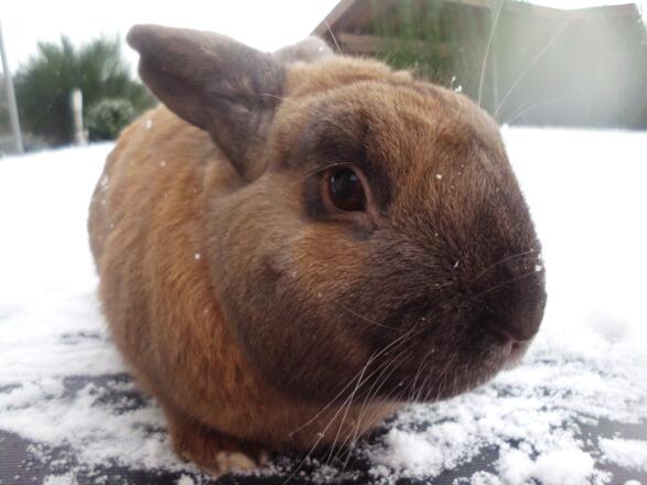 Tiere zum anfassen Hase Bubi