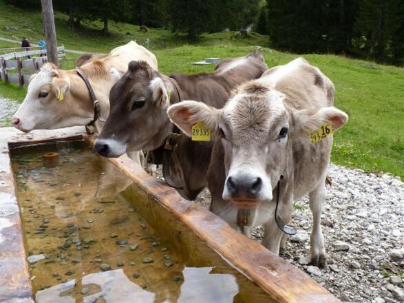 unsere Kälbchen auf der Alpe