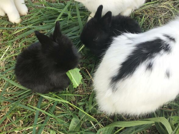 Unser Hasennachwuchs