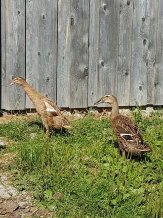 Unsere Tiere hautnah erleben