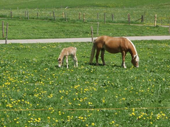 Haflinger mit Fohlen auf der Weide