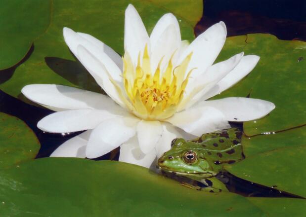 Fotowettbewerb Seerose mit Frosch