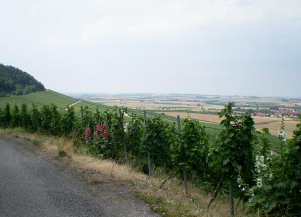 Weinlage am Kapellberg