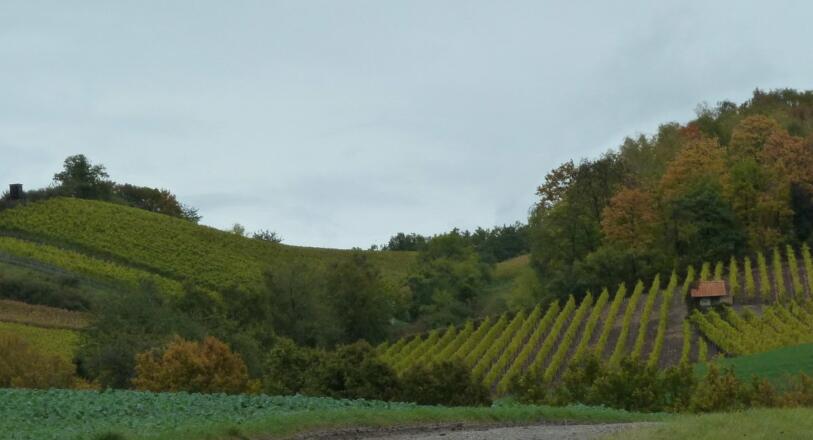 Blick Weinlage bei Ruine Speckfeld bei Markt Einersheim