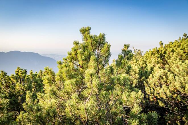 Bergsteigen durch Latschengebiet
