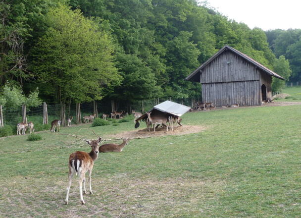 Wildgehege bei Weingut Behringer