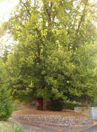 Haimburg: Große Linde