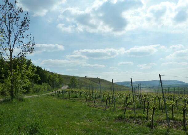 Weinlage bei Abtswind