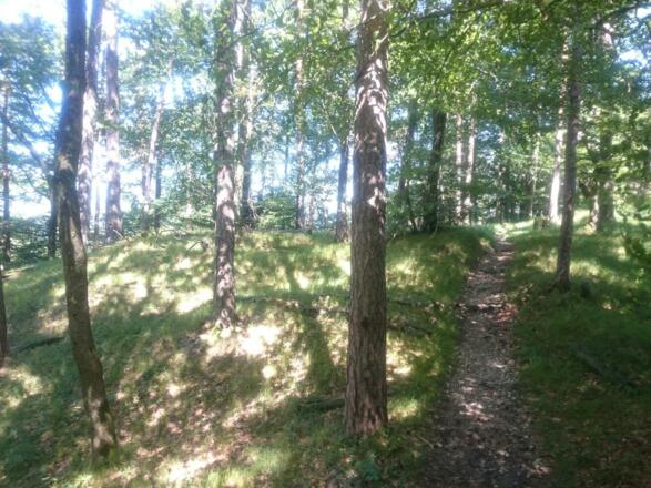 mit Gräsern bewachsenes Waldstück