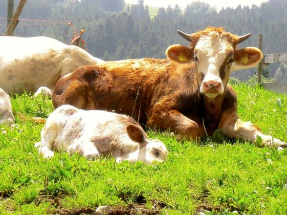 Das Vieh genießt die Weide