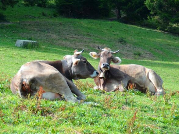Unsere Kühe