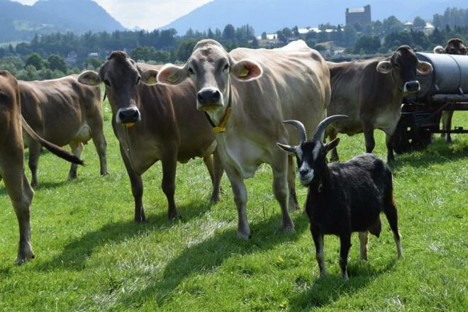 Unsere Kühe auf der Weide