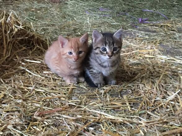 Findus und Pumba - unsere Katzen